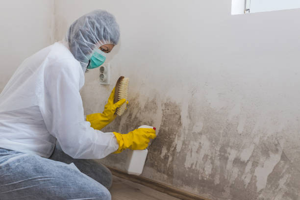 Best Mold Cleaning Services  in Fennimore, WI