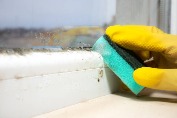 Best Toxic Mold Removal  in Fennimore, WI