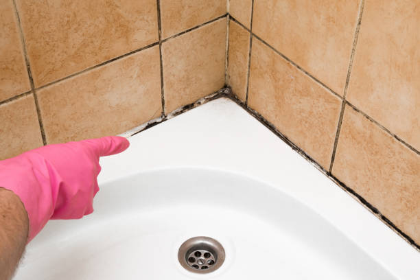Best Emergency Mold Removal  in Fennimore, WI